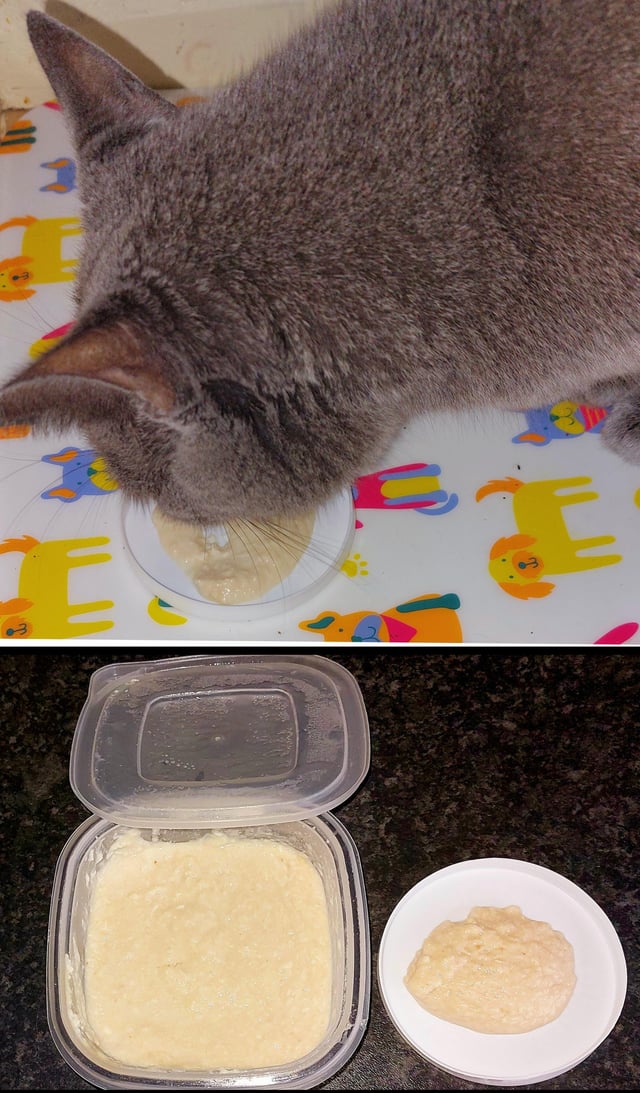 Best Cat Treats Reddit Recommends – What Really Works?