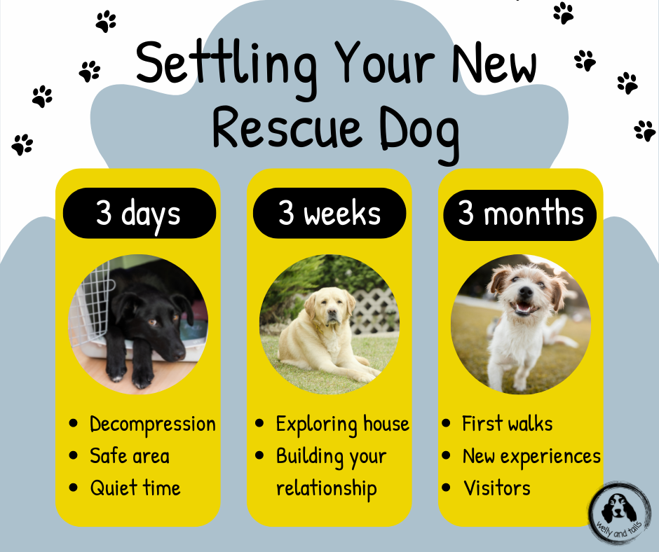 Dog Adoption in Europe Guide: Find Your New Best Friend