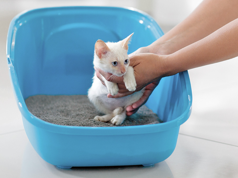 How to Litter Train a Kitten: Easy Step‑by‑Step Guide
