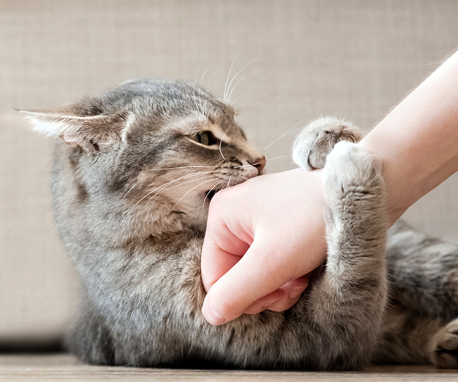 How to Stop Aggressive Behavior in Cats – Simple Steps