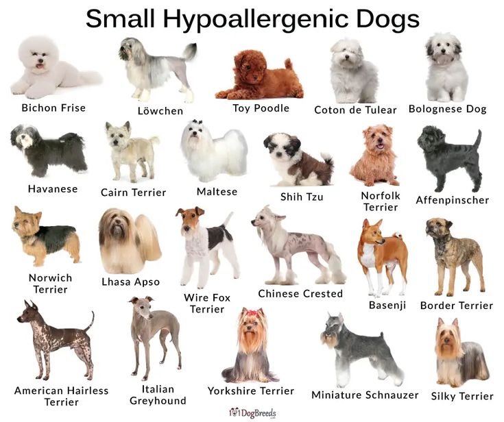 Hypoallergenic Dog Breeds List: Your Friendly Guide