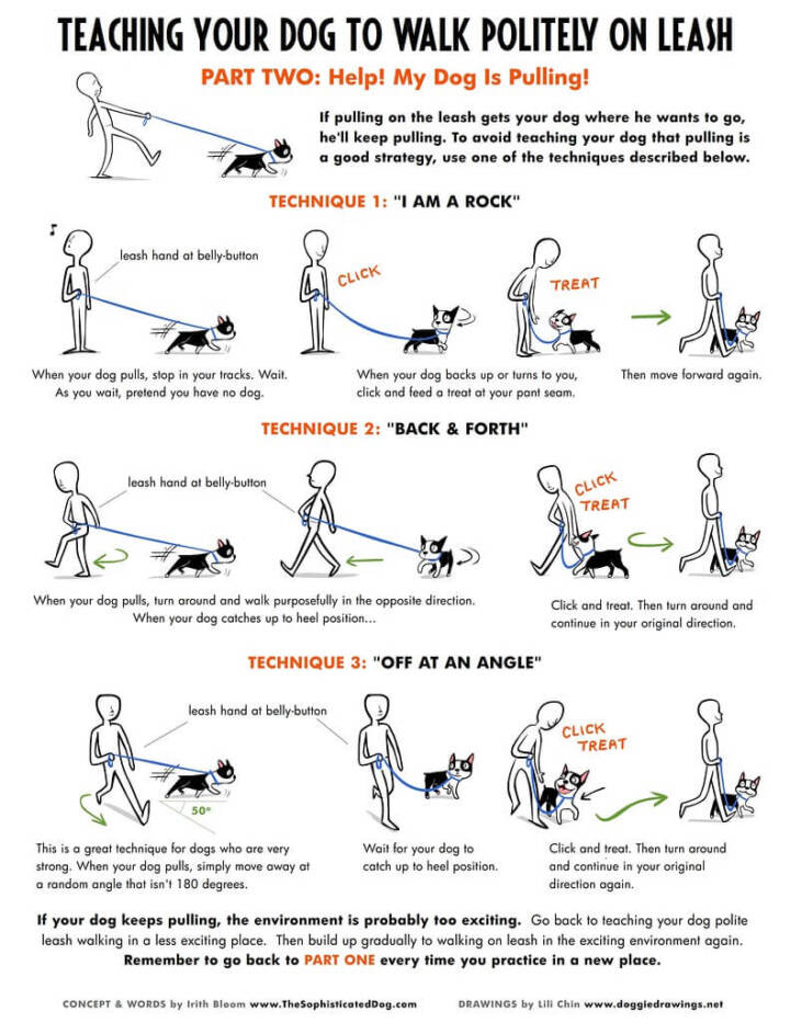 Leash Training for Dogs Step by Step: A Friendly Guide