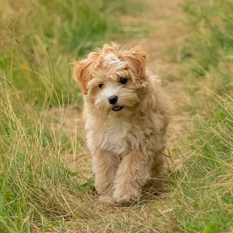 Best Non Shedding Apartment Dogs: Low‑Maintenance Picks