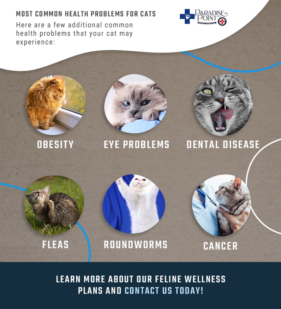 Common Cat Diseases and Symptoms: Essential Guide