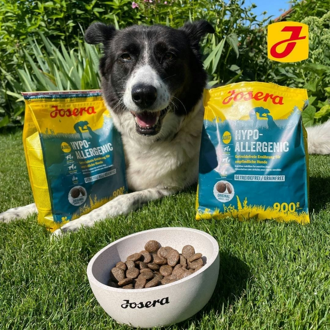 European Dog Food Brands: What You Need to Know