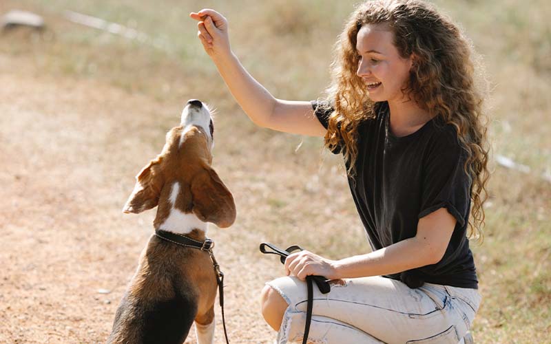 How to Leash Train an Adult Dog – A Friendly Step‑by‑Step Guide