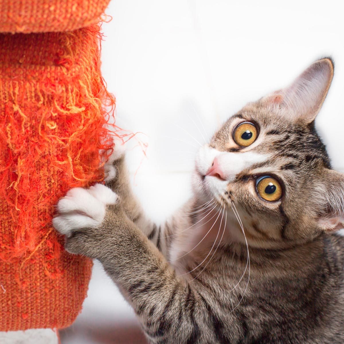 How to Stop Cats From Scratching Furniture Home Remedy