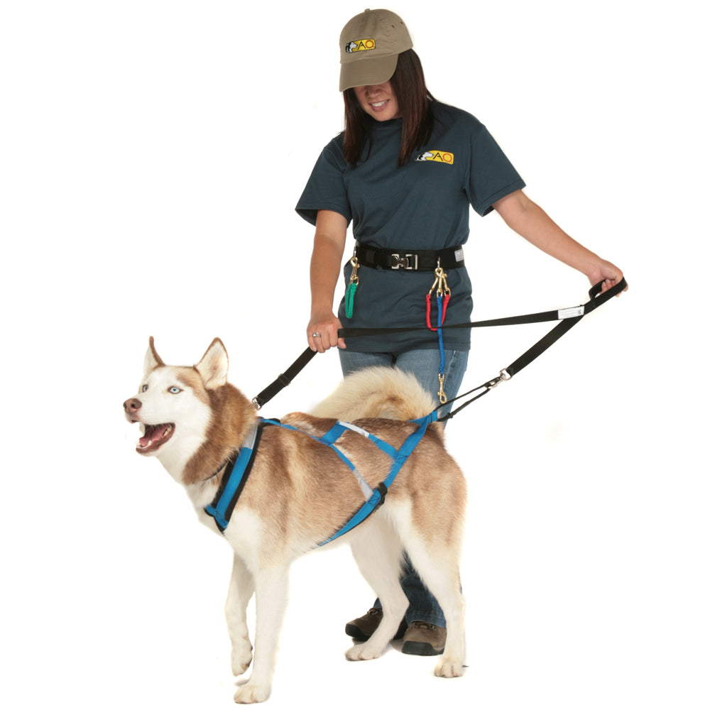 Leash Training Dog: Simple, Proven Steps for Calm Walks