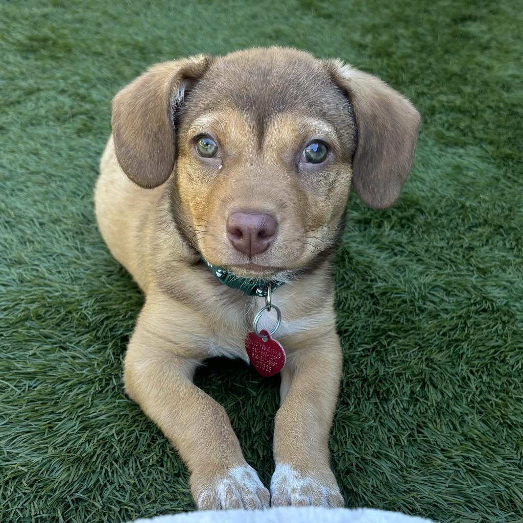 Adoption Near Me Dog – Find Your Perfect Pal Today