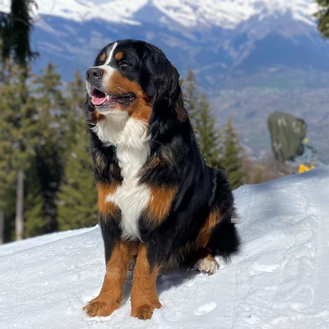 Bernese Mountain Dog: A Friendly Giant’s Guide