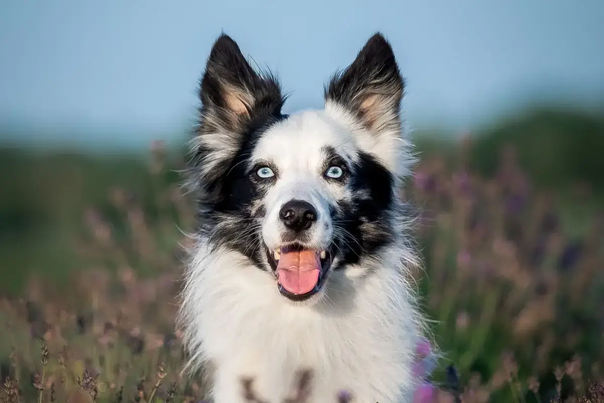 Border Collies: Size, Temperament, Price & Health
