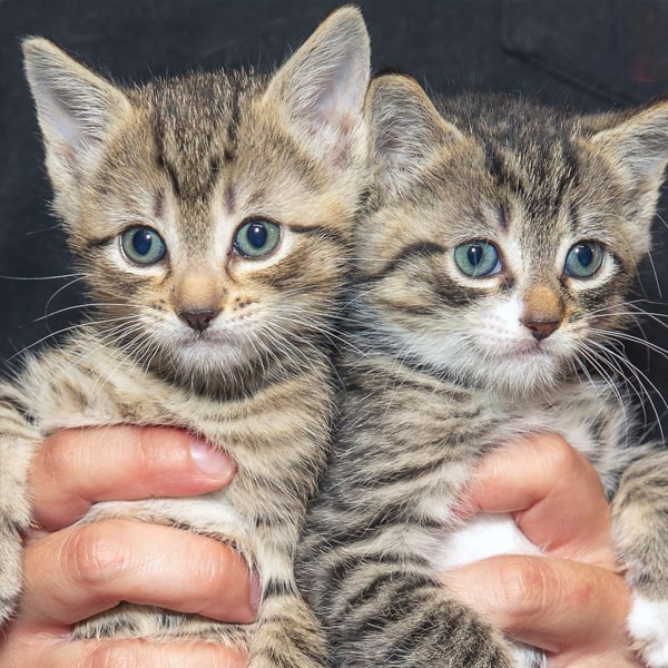 Find Your Purrfect Companion: Cats for Adoption Today