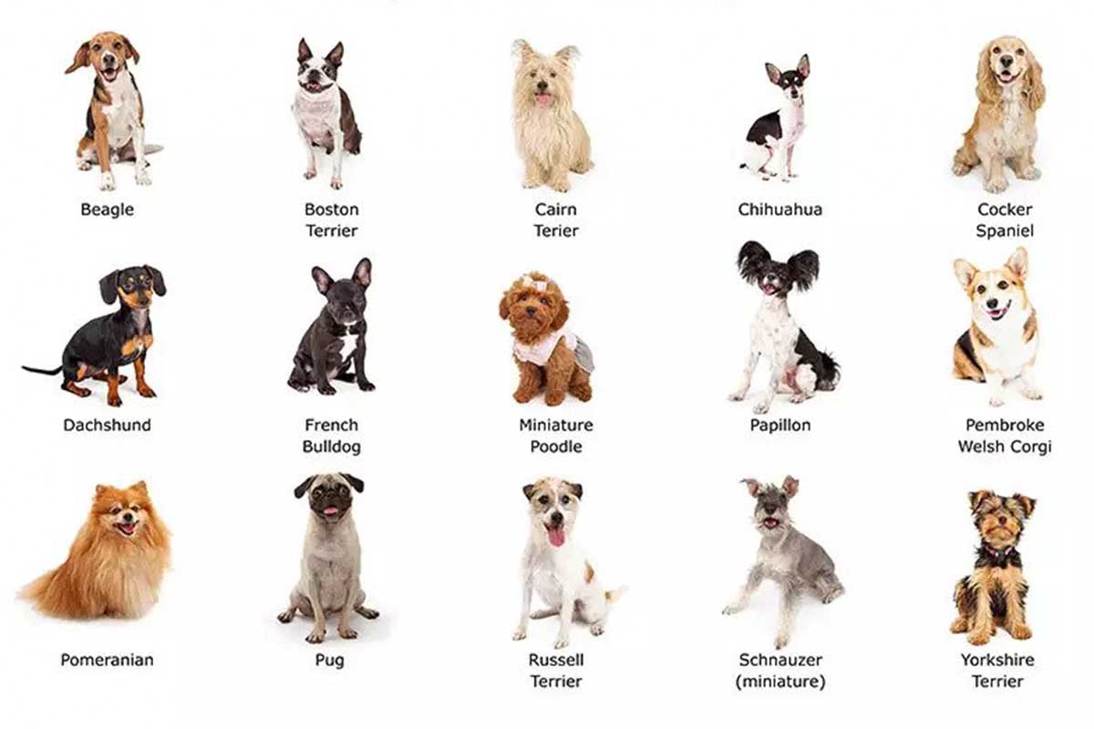Dog Breeds – Complete A‑Z Guide to All 340 Types