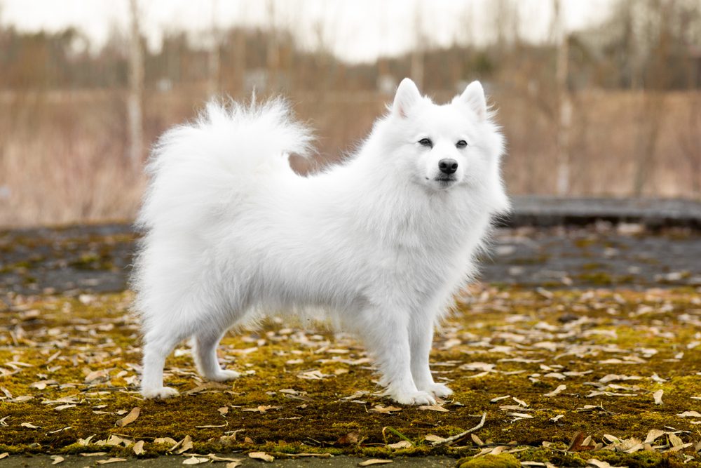 Fluffy Types of Dogs: Your Friendly Guide to Every Size