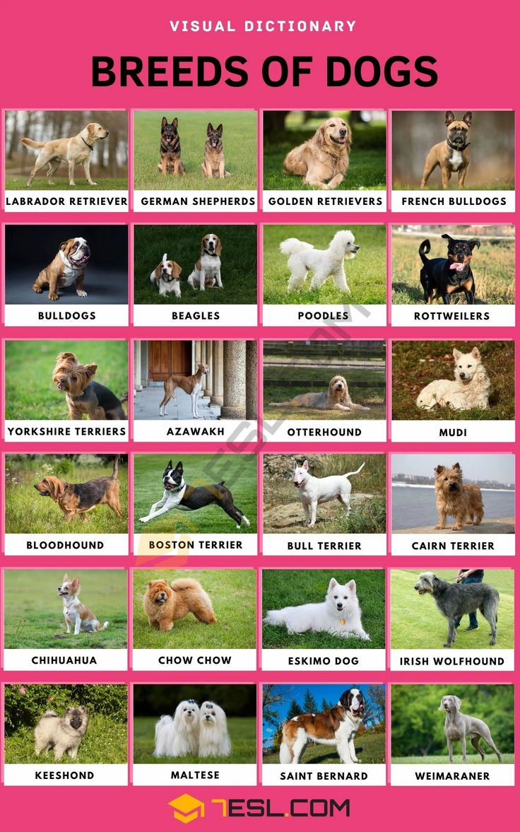 Types of Dogs and Their Breeds – A Quick Guide