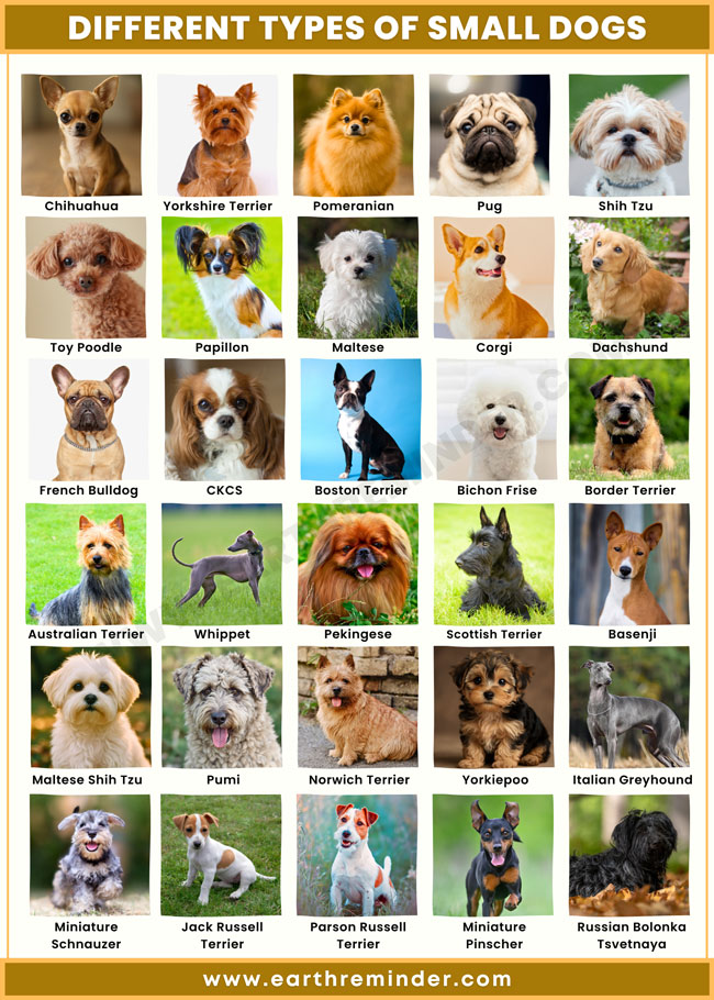 Types of Dogs: A Friendly Guide to Every Breed