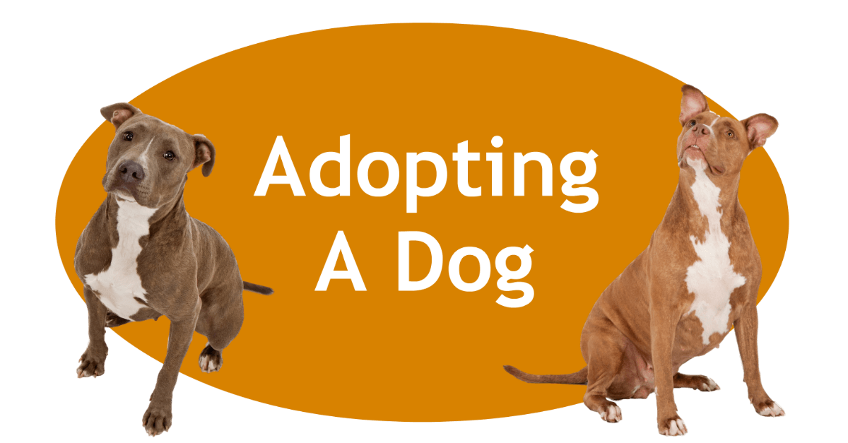 Adopt a Dog – Find Your Ideal Companion Today
