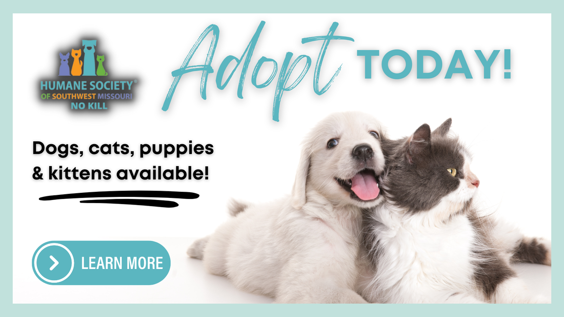 Adopt a Pet Login – Quick, Secure Access for All