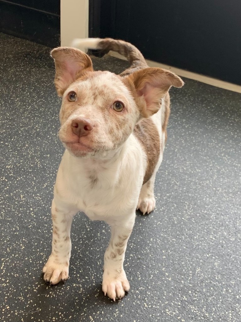 Adopt a Pet Michigan – Find Your Forever Friend Today