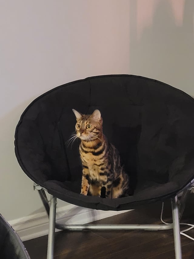 Allergen Reducing Cat Food Reddit: Real Users’ Insights