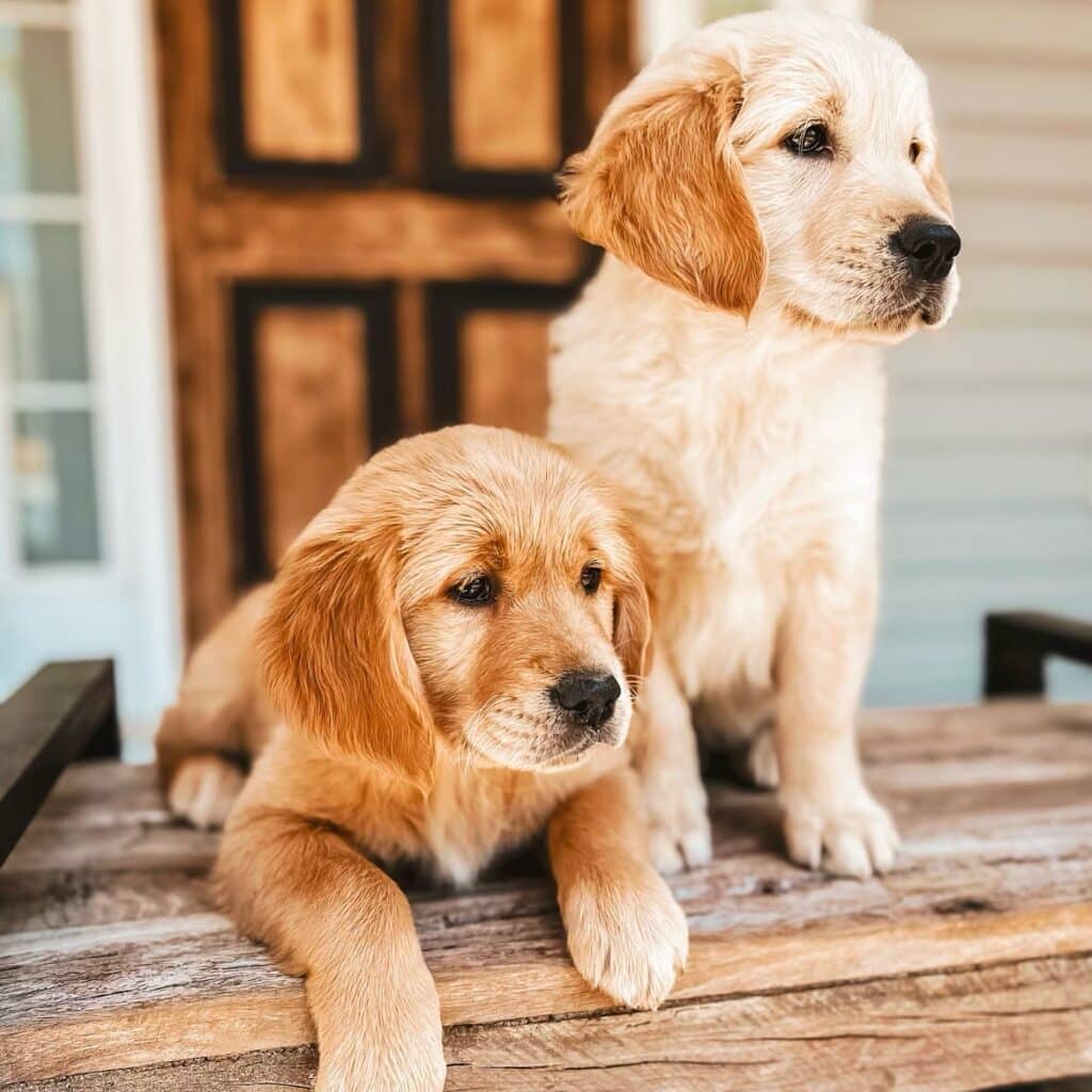 American Golden Retriever: What You Need to Know Before Bringing One Home