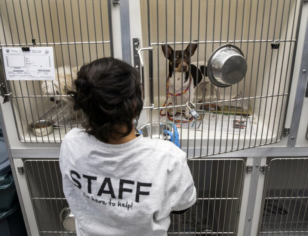 Animal Shelters Las Vegas: Find, Adopt & Support Pets