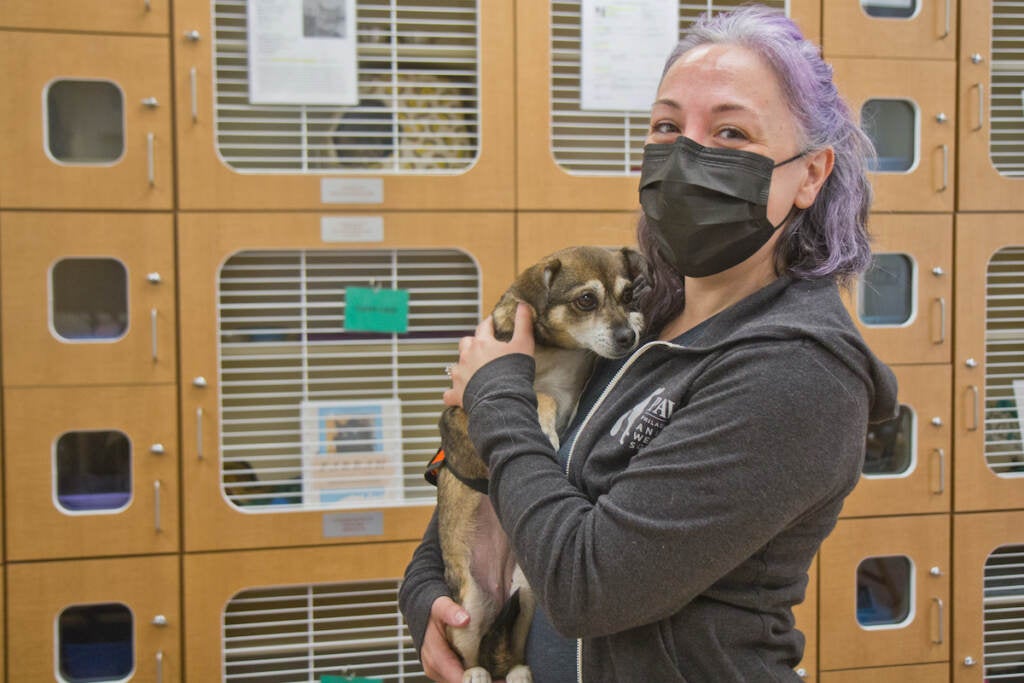 Your Guide to Animal Shelters - Philadelphia Today