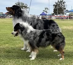 Australian Shepherd Height: How Tall Is This Energetic Breed?