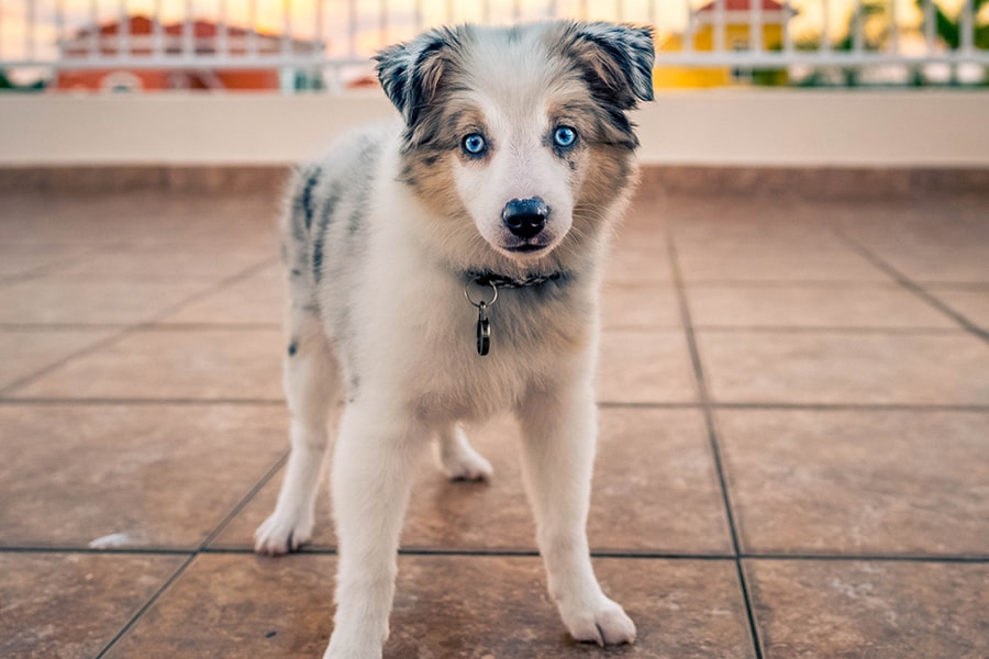 Australian Shepherd Mini: Size, Price, Care & More Guide