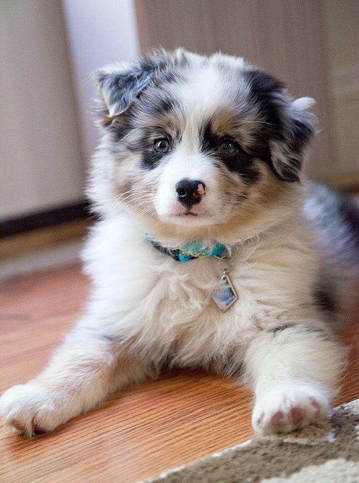 Australian Shepherd Puppy: Everything You Need to Know