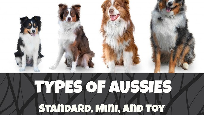 Australian Shepherd Size: How Big Is This Breed?