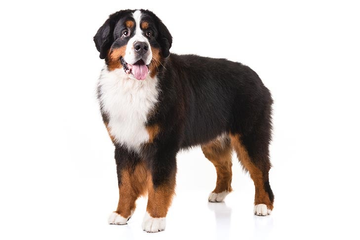 Bernese Mountain Dog Temperament – Quick Guide