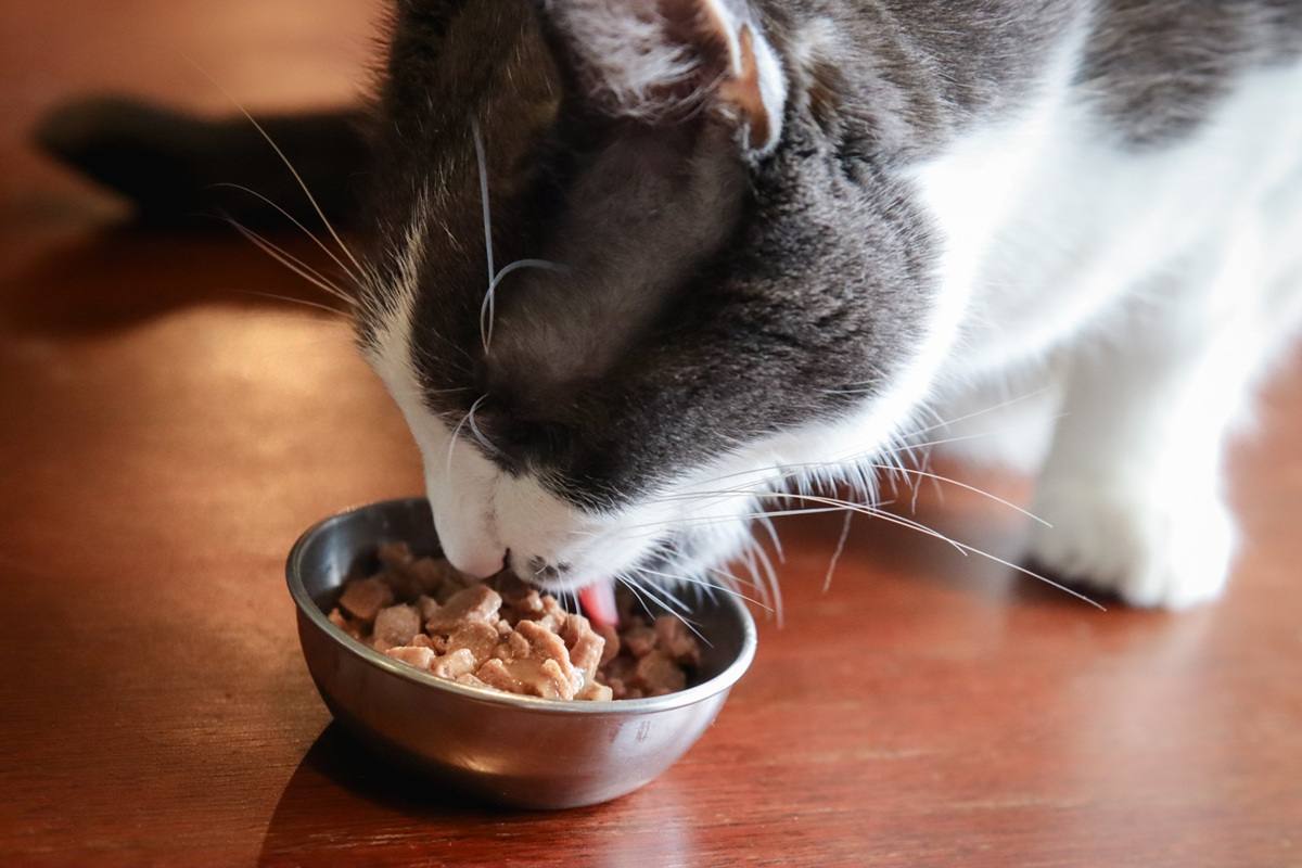 Best Wet Food for Cats Philippines – Top Picks & Guide