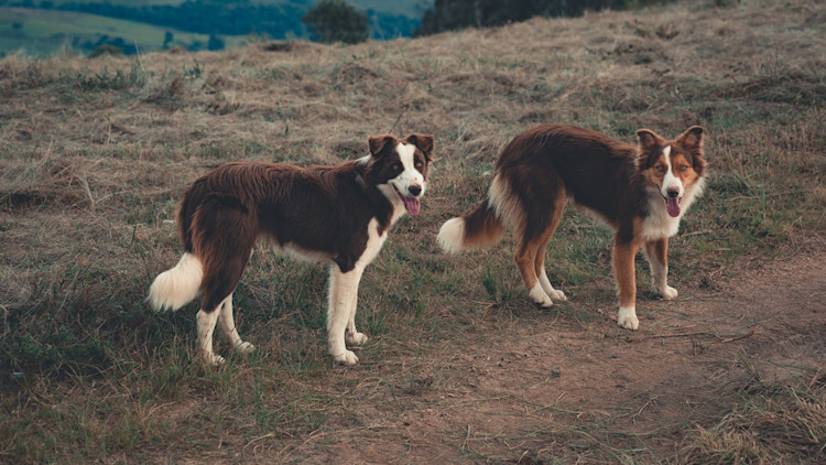 Border Collie Size: Quick Facts & Why They Matter