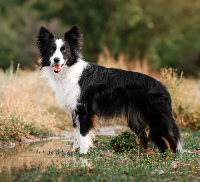 Border Collies for Sale: Find Your Ideal Companion