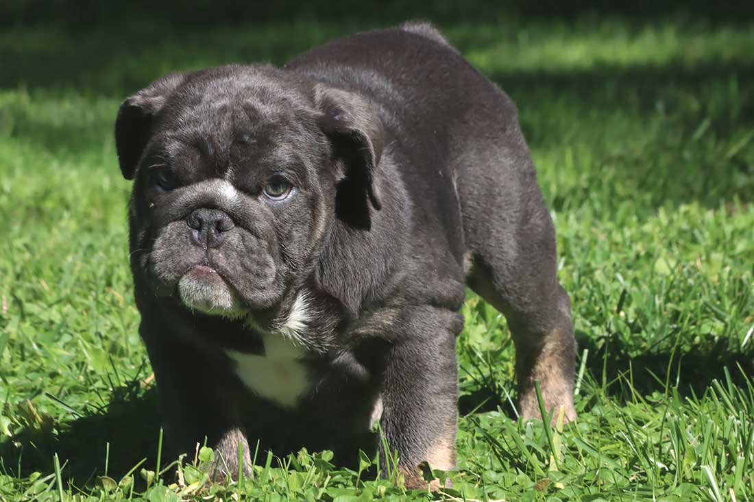 Bulldog Black: What You Must Know Before Adopting