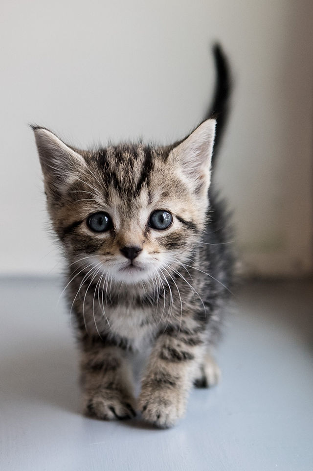 Cats for Adoption Near Me – Find Your Perfect Feline Companion