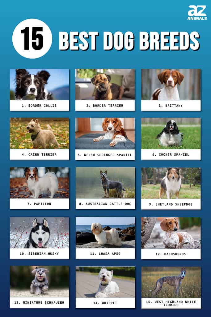 Dog Breeds A‑Z List: Complete Guide with Pictures
