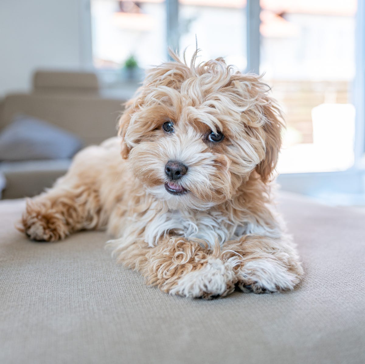 Dog Breeds Small: Top Picks, Pros & Cons for Happy Pets