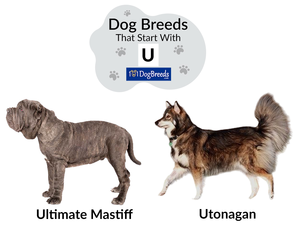 Dog Breeds That Start With U – Complete Quick Guide