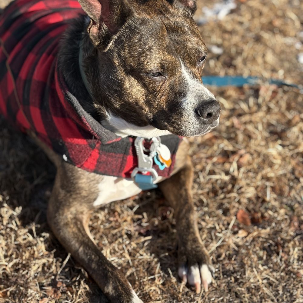 Freeport Maine Shelter Adoptable Dogs – Find Your Pup