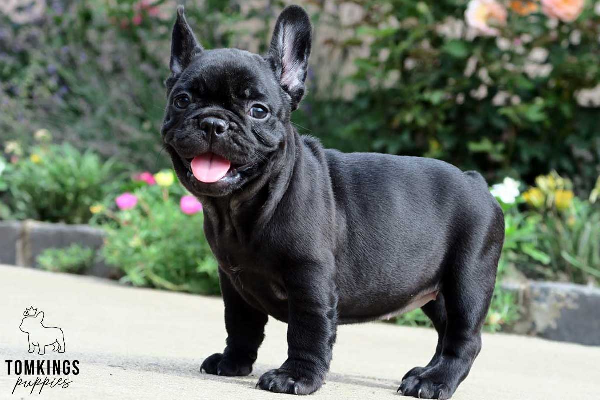 French Bulldog for Sale: Find Your Perfect Companion