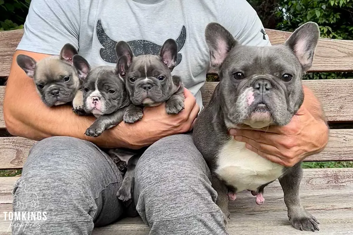 French Bulldog Size: Height, Weight & What It Means