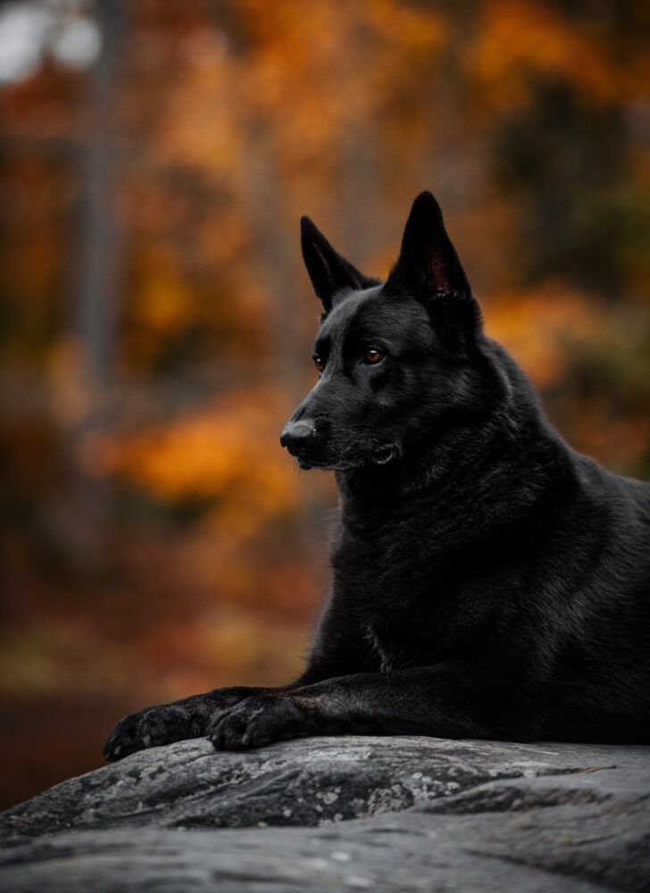 German Shepherd Black: The Midnight‑Coat Companion You’ll Love