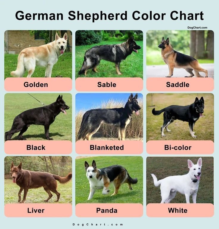 German Shepherd Colors: Full Coat Guide and Variations