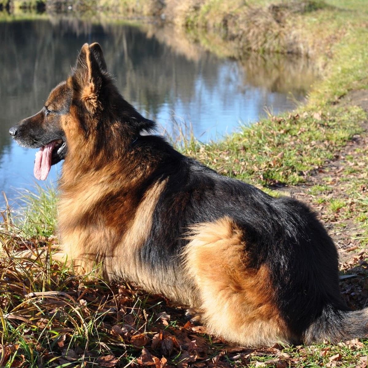 German Shepherd Double Coat: What You Need to Know
