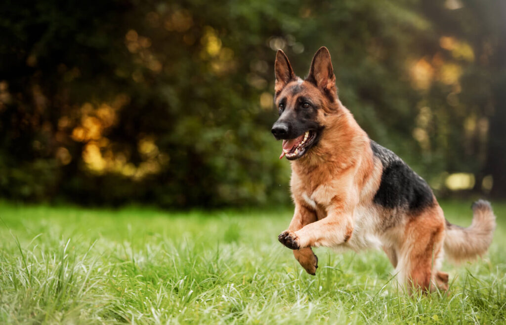 German Shepherd Lifespan: What Owners Need to Know