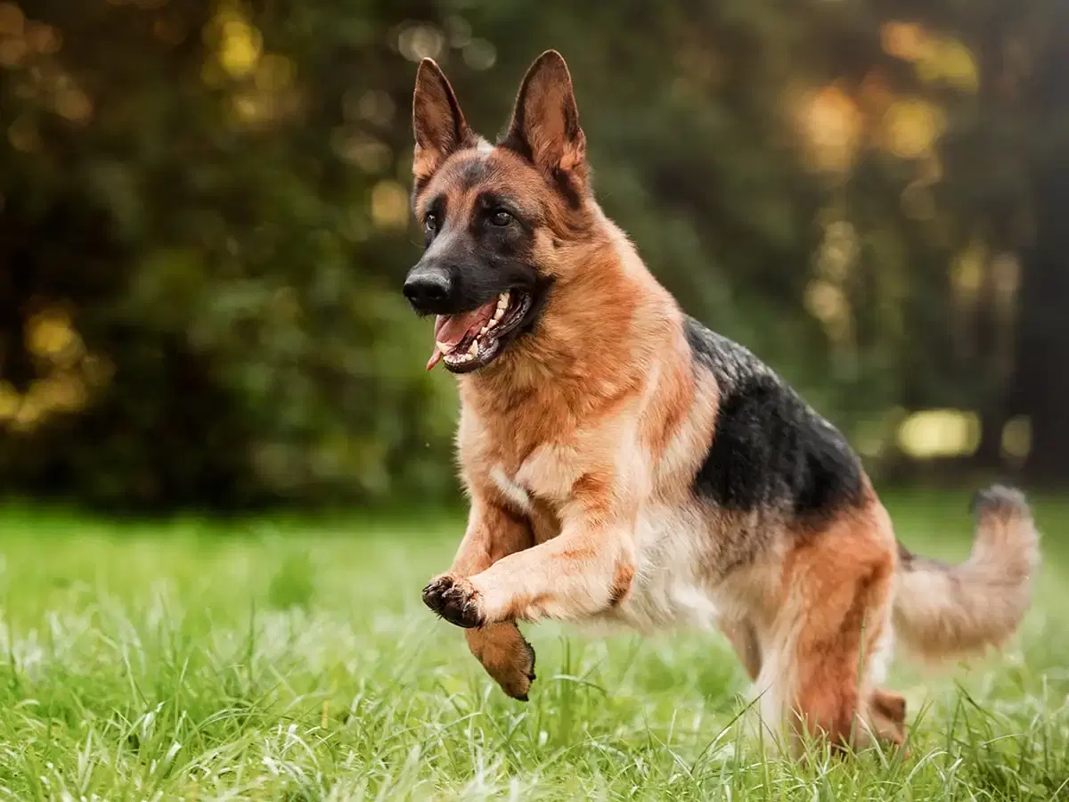 German Shepherd Puppy Price: What You Need to Know