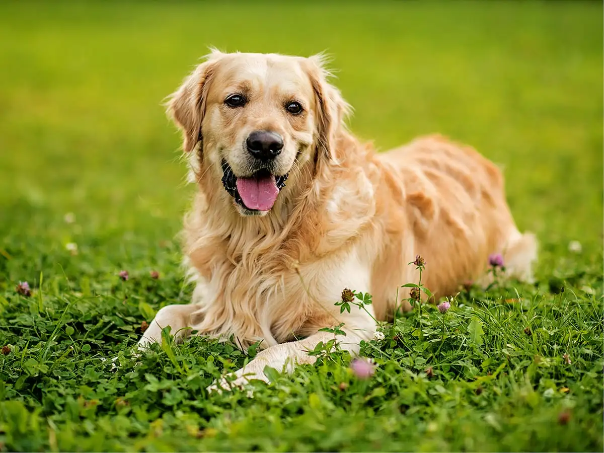 Golden Retriever Puppy Price: What You Need to Know