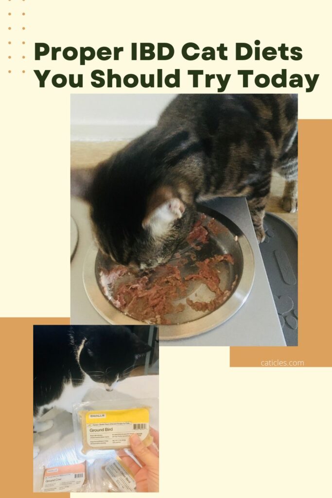 Homemade Food for Cats with IBD: Vet‑Approved Guide
